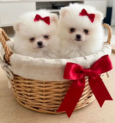 Lulu da Pomerânia