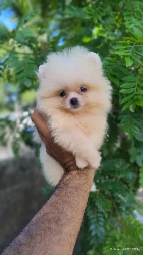 Fêmea creme de spitz alemão anão minúscula disponível bibelô