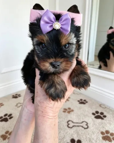 Princesa Yorkshire Terrier Pequena, Linda e Cheia de Charme!