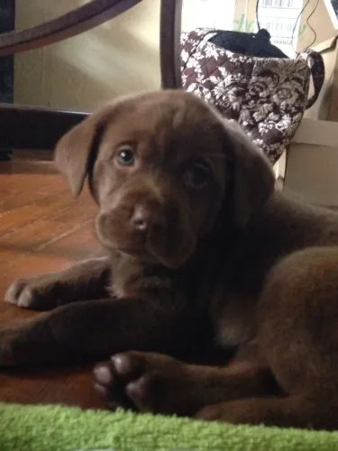 Labrador excelente linhagem 