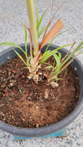 Muda de Citronela