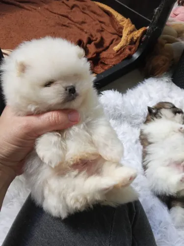 Lulu da Pomerânia 