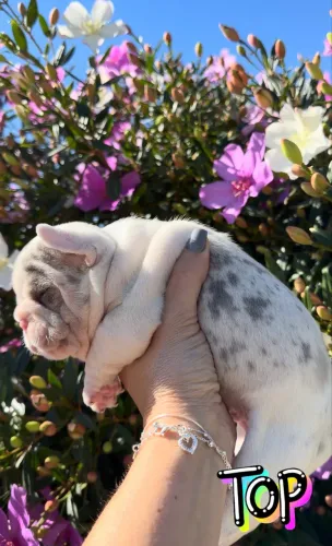Bulldogue francês