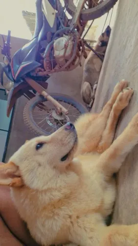 Quero arrumar um namorada pra minha cachorra 