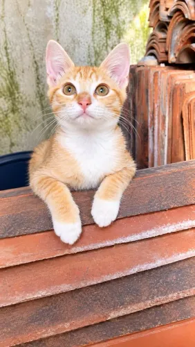 GATINHOS ESPECIAIS