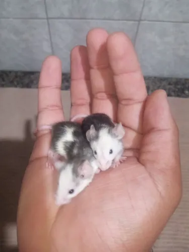 Camundongo