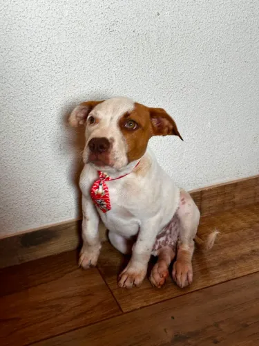 Dois filhotes de pitbull machos ,vermifugados e vacinados, com três meses de vida.