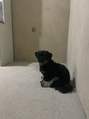 Vendo Shih tzu fêmea