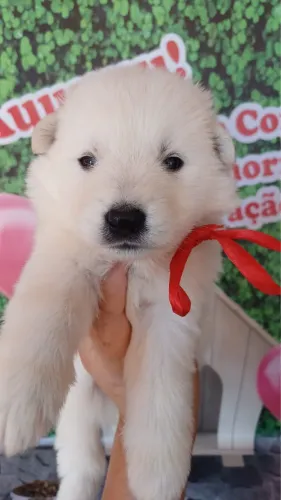     Pastor branco Suíço filhotes com Pedigree e Vacina 