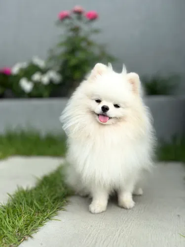 Lulu da Pomerânia linhagem Russa Macho - Procura namorada