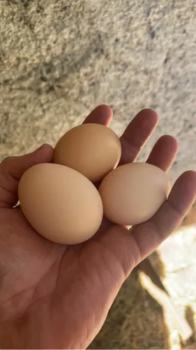Ovos de galinha caipira