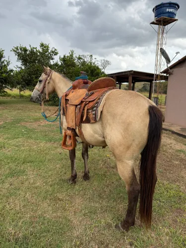 Cavalo Quarto de Milha