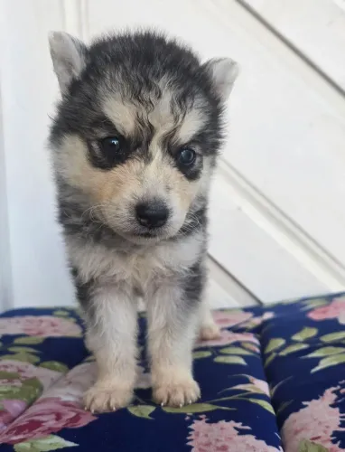 Husky Siberiano fêmea