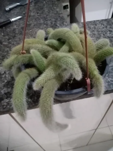 Planta rabo de macaco 