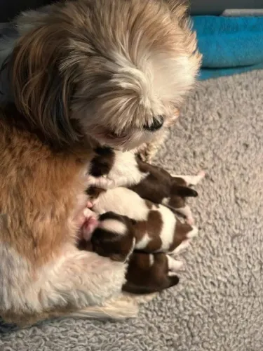 Filhotes de Shih tzu | Um filhote que chama atenção por onde passa.
