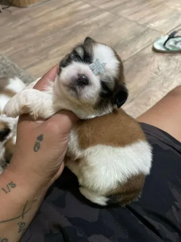 Shih Tzu adorável