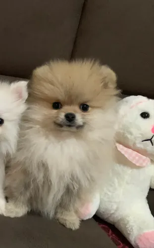 Spitz alemão anao