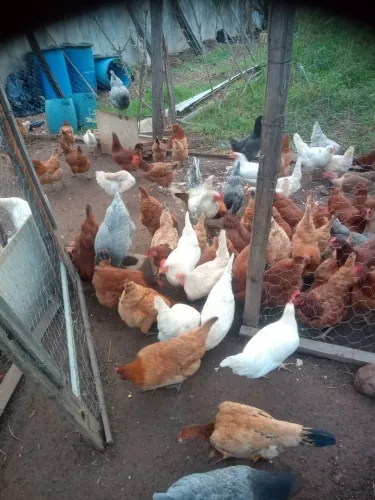 Galinhas e Galos Criar ou Abater