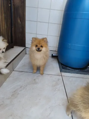 Spitz alemão macho pequeno 