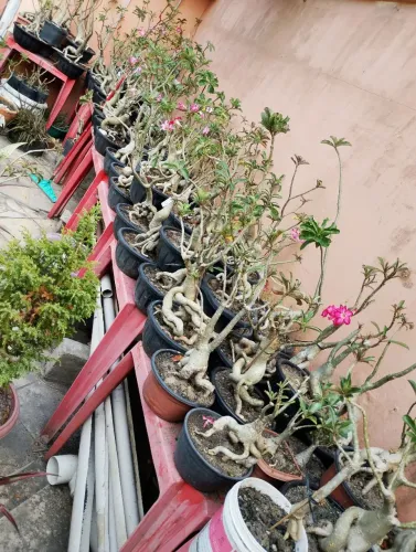 Mudas Rosas do Deserto