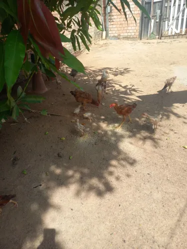 Galo é galinhas