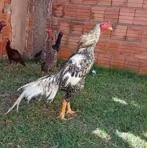 Galo Índio