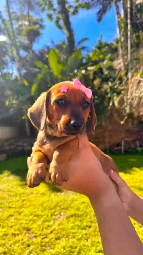 Fêmeas Dachshunds Mini Salsicha 