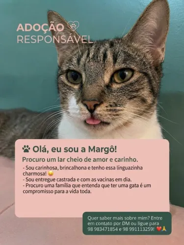 Adoção responsável, gata.