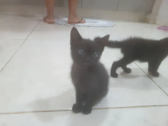 Gatinho preto para a doação 