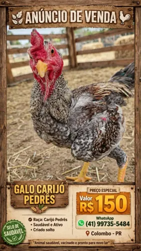Galo carijó pedrês