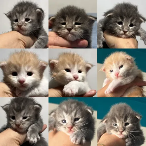 Maine Coon Filhotes - Gatil BSB Cat