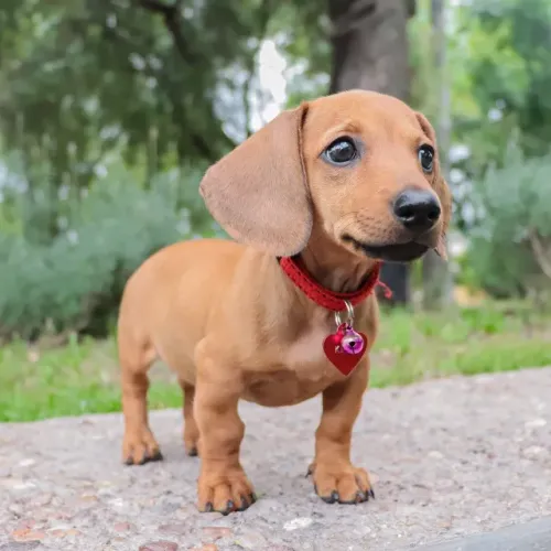 Neném dachshund/teckel/basset/salsicha/cofap brincalhão com saúde em dia