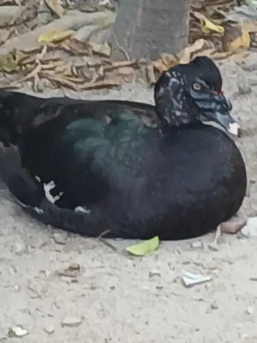 Vendendo um casal de pato do Mato asa branca.