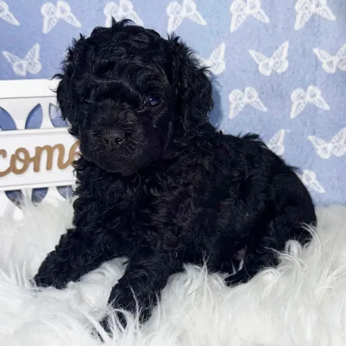 Poodle Toy Pretinho | Filhotes de encher o coração