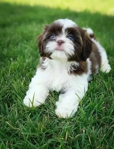 Lindinha Lhasa apso fêmea chocolate e branco!