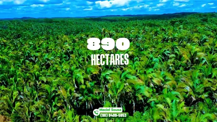 FAZENDA À VENDA - 890 HECTARES | EXCELENTE OPORTUNIDADE PARA PECUÁRIA E INVESTIMENTO