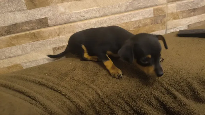 Filhotes de Pinscher Macho