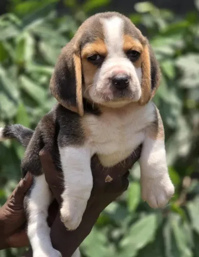 Filhotes de Beagle | Pequenos amigos que encantam de perto!