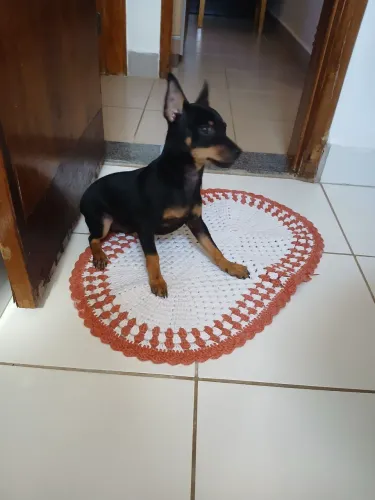 Cachorro 