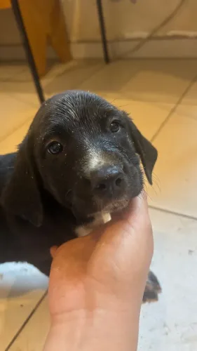 DOAÇÃO - Filhotes de labrador com dálmata