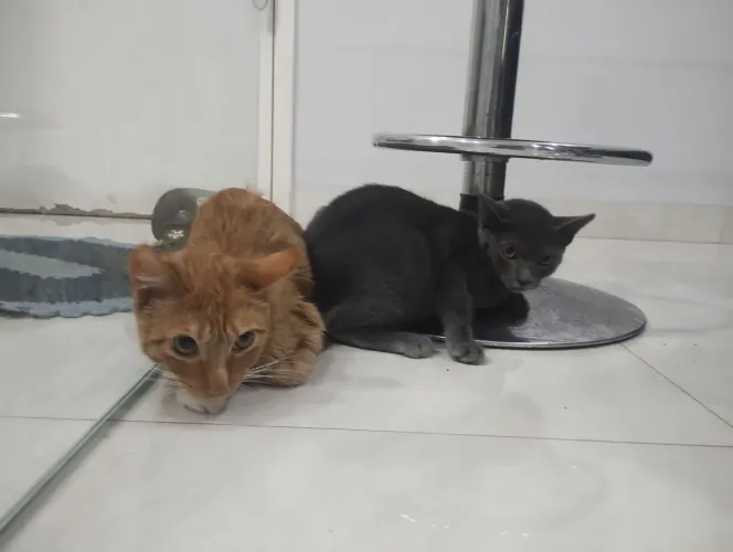 Gatas 