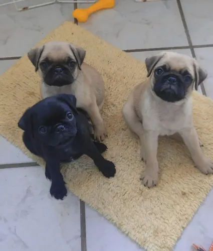 Fil. Pug de 2.500 por 1.900