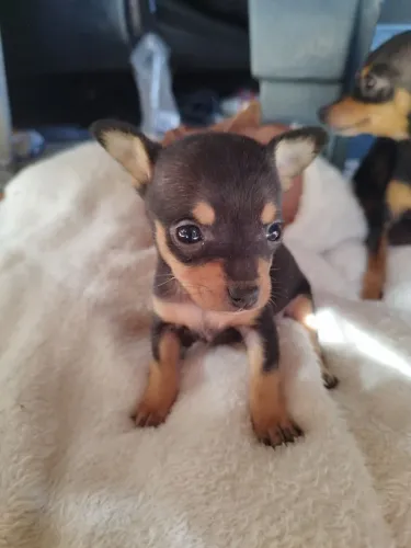 Pinscher Zero 