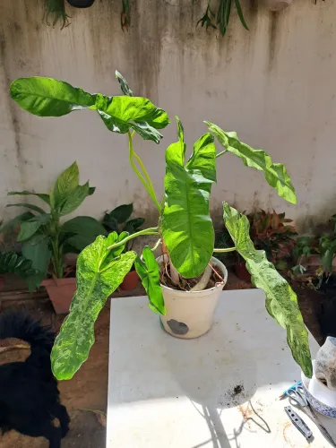 Planta
