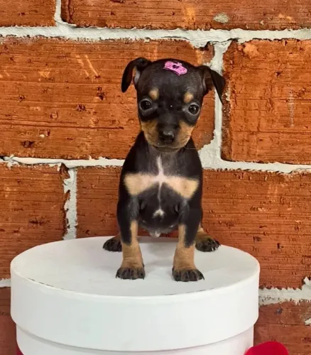 Doa-se filhotes de Pinscher nº 1