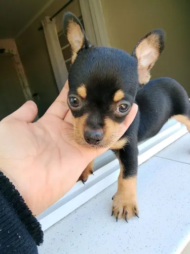 Pinscher machinho filhote 