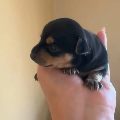 Fêmea pinscher (para reserva)