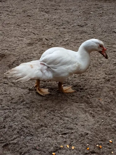 Pato