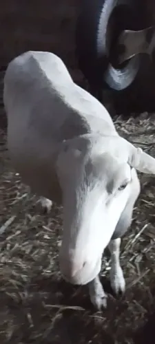 Ovelhas Amorjadas.