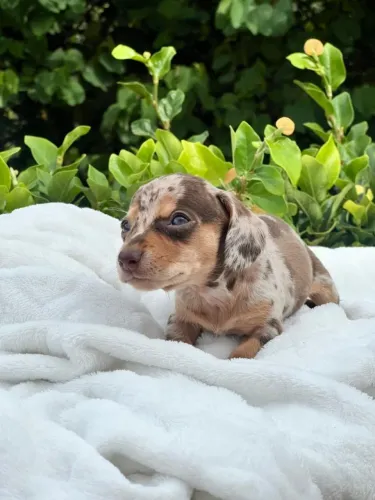 Dachshund fofíssimo 